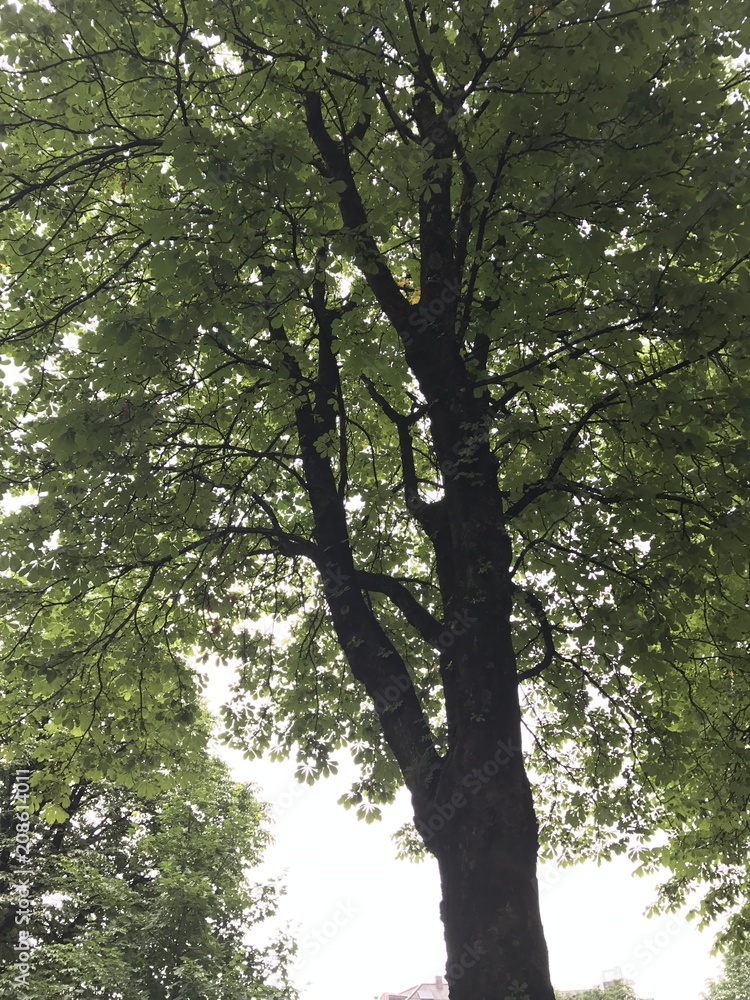 Fototapeta premium Wald