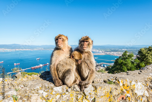 Famous wild Barbary macaques family that are relaxing in Gibraltar Rock photo