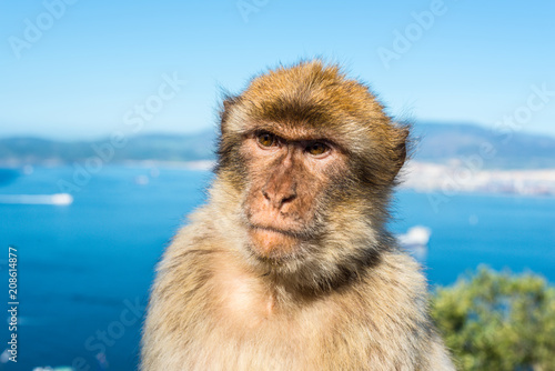 Gibraltar Barbary macaque monkey portrait with strait view in background © Val Traveller