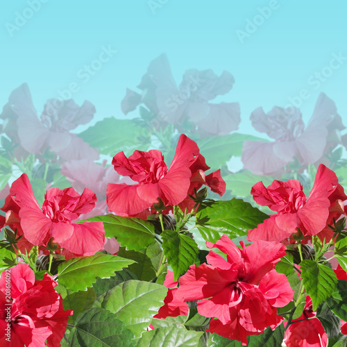 Beautiful floral background of Chinese rose. Isolated 