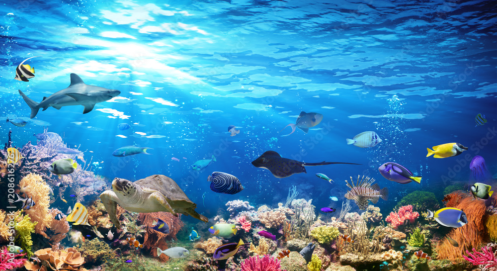 Underwater Scene With Coral Reef And Exotic Fishes
