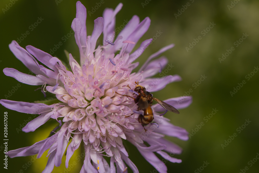 Gemeine Breitstirnblasenkopffliege sitzt auf einer Scabiose Gemeine Breitstirnblasenkopffliege sitzt auf einer Scabiose