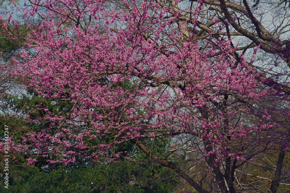 Eastern redbud (Cercis canadensis). State tree of Oklahoma Eastern redbud (Cercis canadensis). State tree of Oklahoma