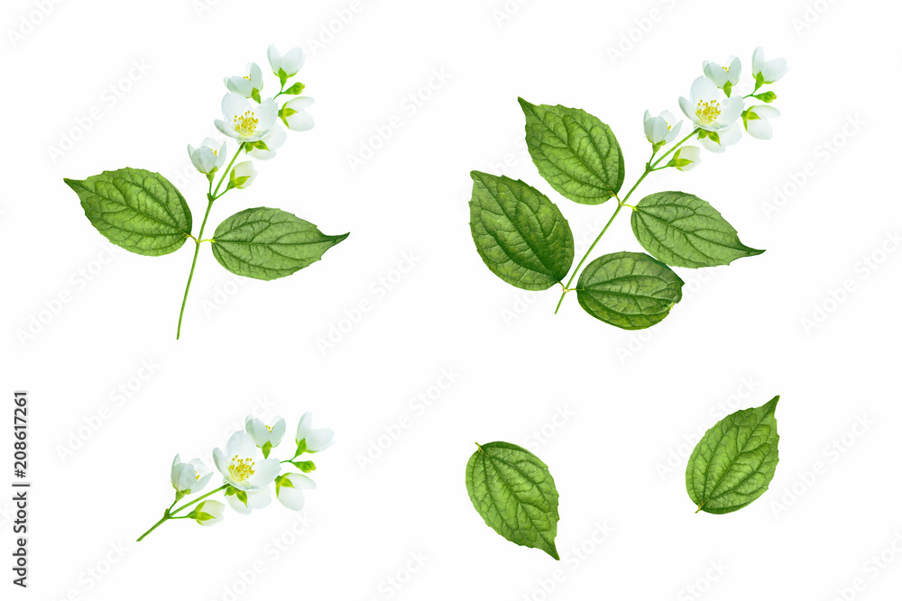 branch of jasmine flowers isolated on white background.
