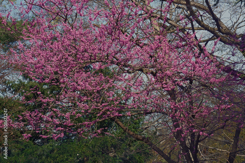 Eastern redbud (Cercis canadensis). State tree of Oklahoma