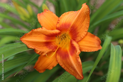 Vibrant Orange Day Lily with green background © georowe