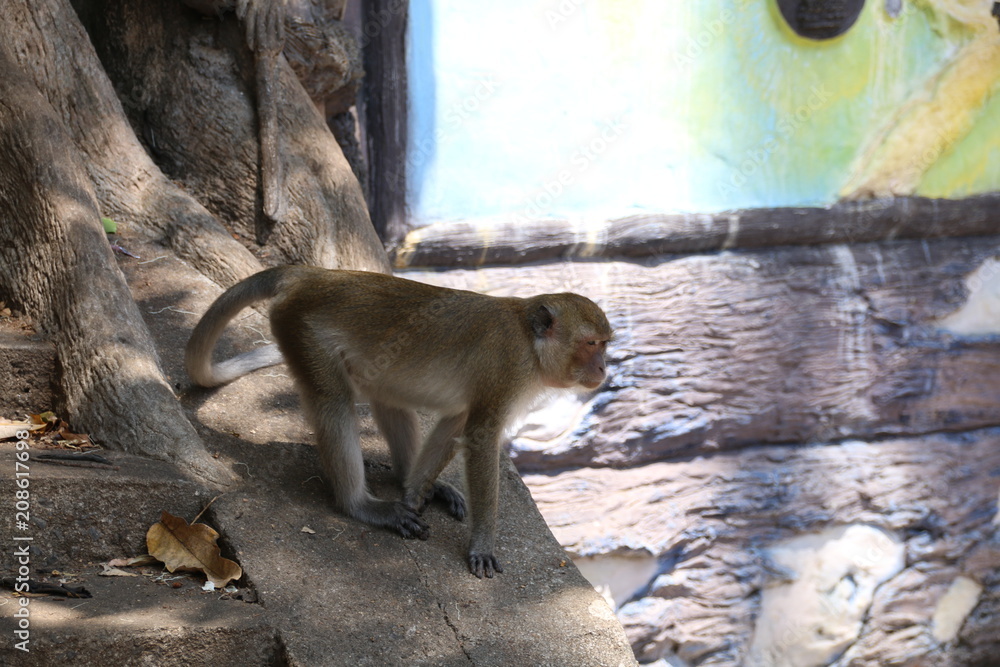 The monkey is at the temple of Thailand.