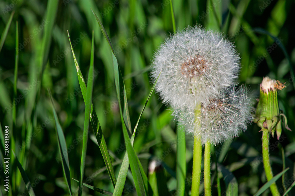 White dandelion in foliage is macro White dandelion in foliage is macro