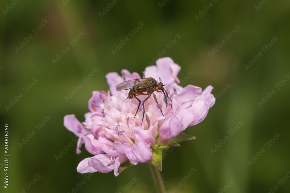 Helle Tanzfliege sitzt auf einer Scabiose Helle Tanzfliege sitzt auf einer Scabiose