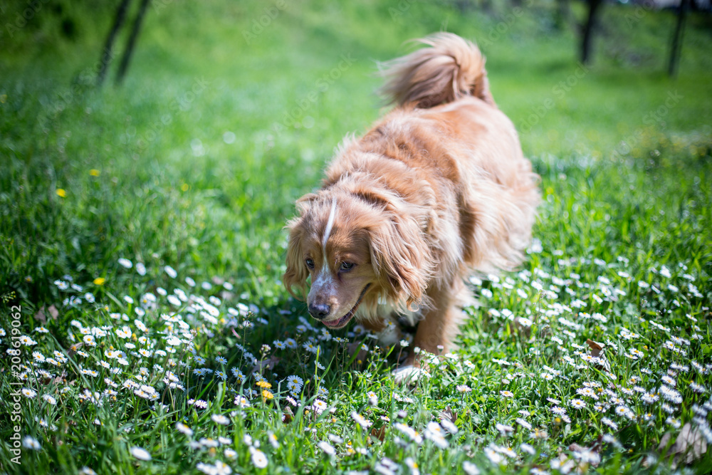 Fototapeta premium Cane dal pelo lungo e chiaro che corre in un prato fiorito