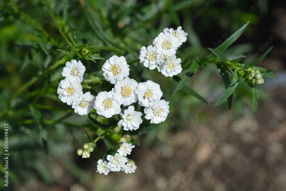 White tansy White tansy