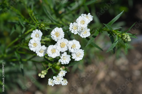 White tansy photo