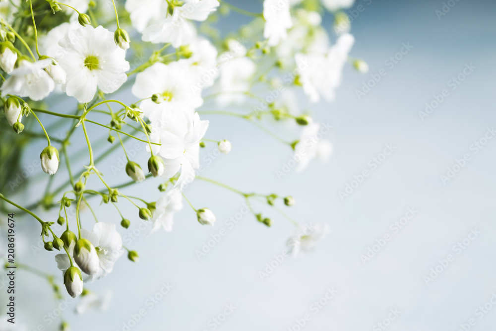 Bouquet of gypsophila on a light blue background. Small white flowers