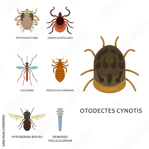 Human skin parasites vector housing pests insects disease parasitic bug macro animal bite dangerous infection medicine pest illustration.