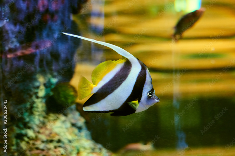 Beautiful Sea World. Sea fish at depth. Beautiful Sea World. Sea fish at depth.