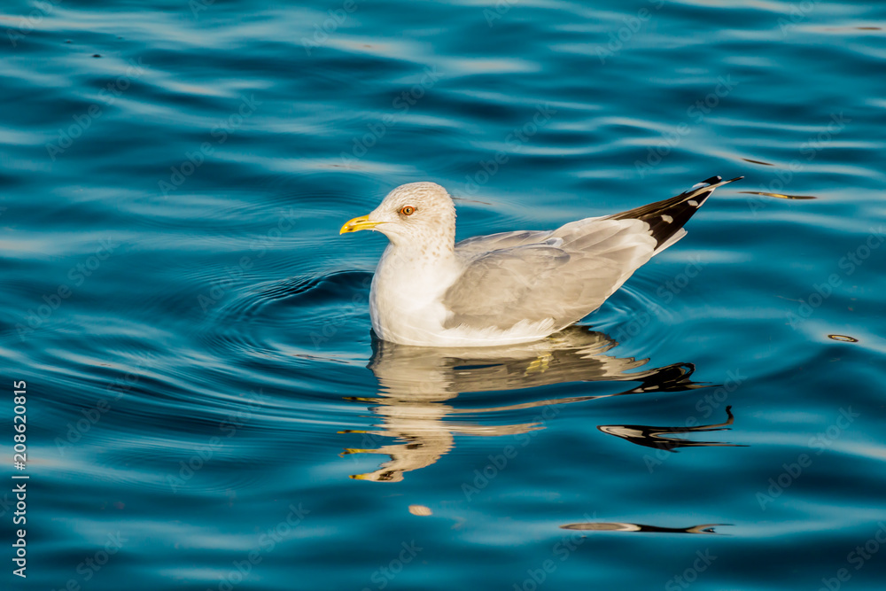 A seagull swimming in deep blue lake water. European herring gulls, seagulls, Larus argentatus