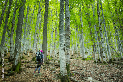 Hiker walks up on a trail in a wood © Maygutyak