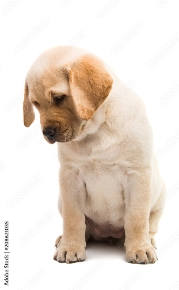 puppy labrador isolated