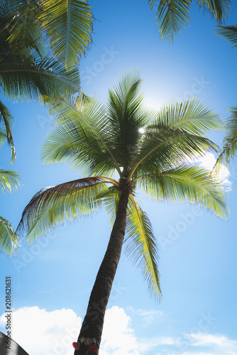 Palmtree with sunglare