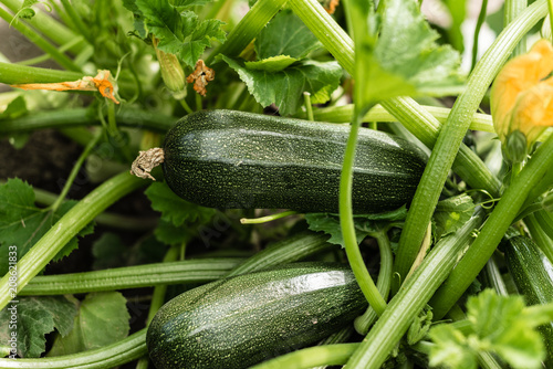 The ripened vegetable marrows, zucchini and bush pumpkins are prepared as ingredients for preparation of healthy food. It can be used as a background photo