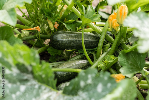 фотографія The ripened vegetable marrows, zucchini and bush pumpkins are prepared as ingredients for preparation of healthy food