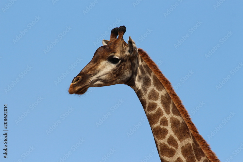 giraffes's head giraffes's head