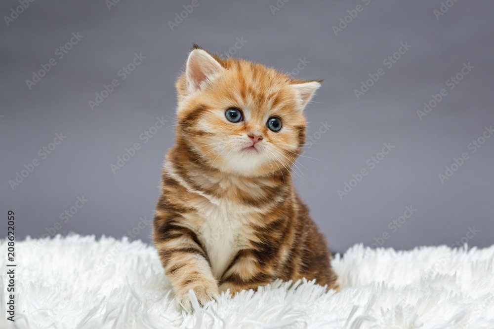 Little red kitten on a fur blanket