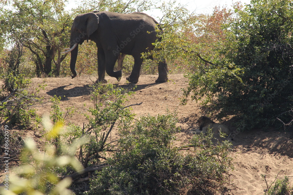 Fototapeta premium Lion looking at an elephant