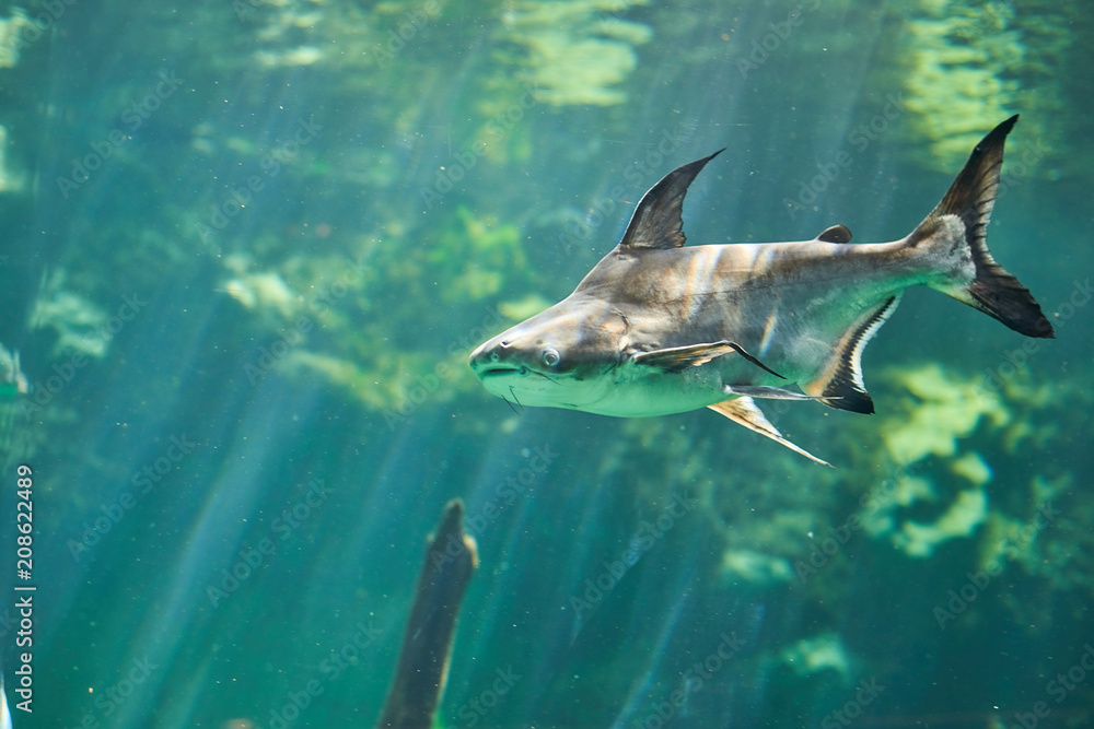Fototapeta premium Beautiful Sea World. Sea fish at depth.