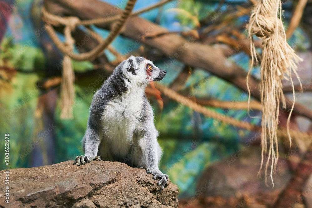 Fototapeta premium Live nature. Lemur