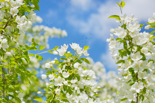 apple tree flowers on background of clouds