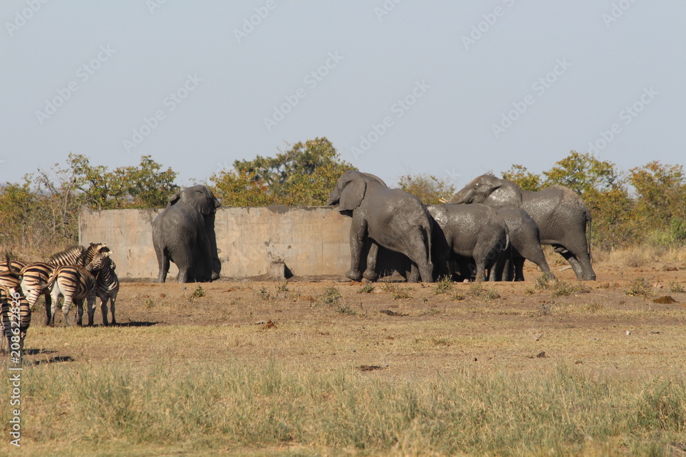 Obraz premium Animals at a water hole