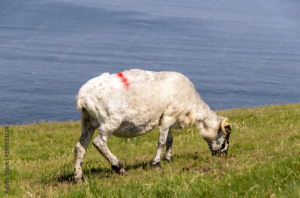 Irisches Schaf auf einer Wiese