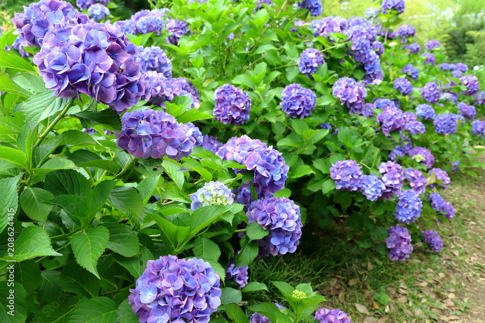 紫陽花 アジサイ あじさい 紫陽花 アジサイ あじさい