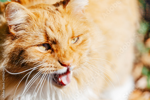 Fototapeta Naklejka Na Ścianę i Meble -  Ginger cat with open mouth closeup portrait with shallow depth of field