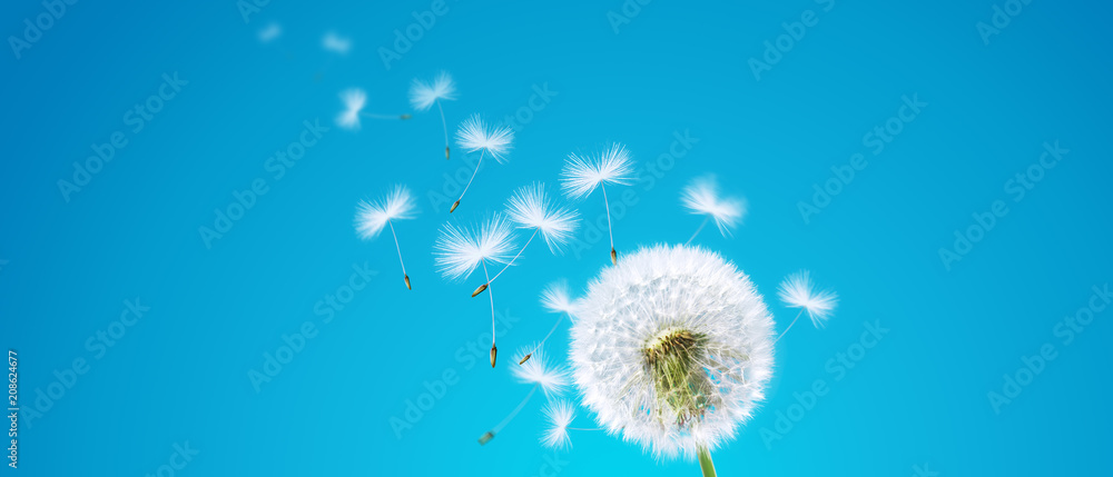 Fototapeta premium Schöne Pusteblume