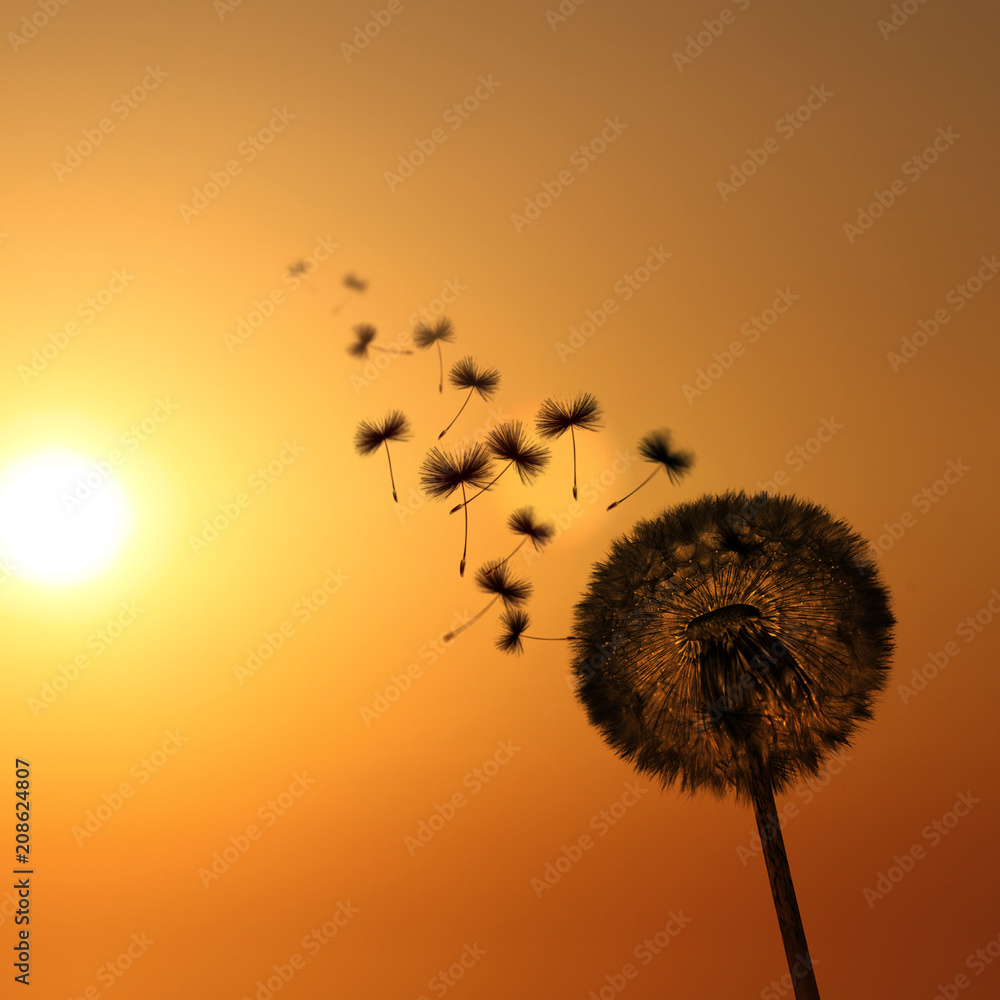 Obraz premium Piękny mniszek o zachodzie słońca