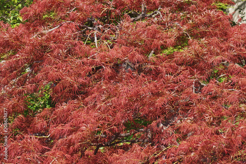 Japanese cutleaf maple (Acer palmatum Red Strata). Known as Japanese threadleaf maple also. photo