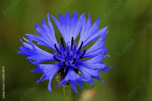 Fototapeta Naklejka Na Ścianę i Meble -  bleuet - centaurée