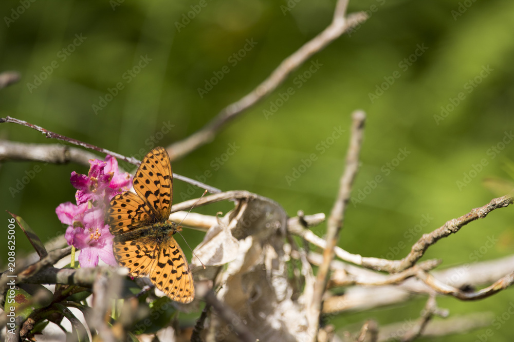 Awesom isolated butterfly on flower in my garden Awesom isolated butterfly on flower in my garden