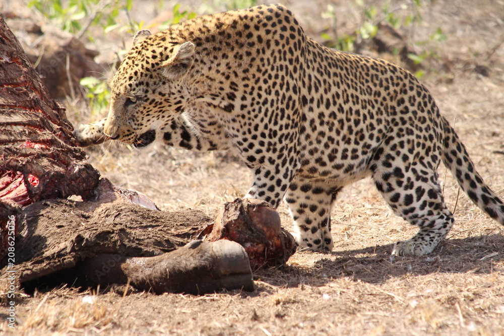 Obraz premium leopard eating a carcass