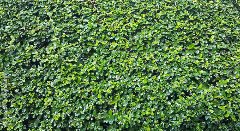Green leaves for the natural background Green leaves for the natural background