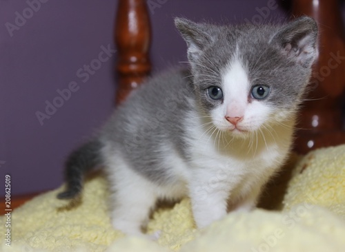 ADORABLE GRAY AND WHITE KITTEN