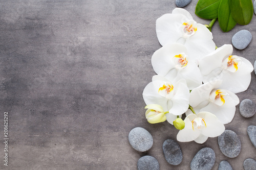 Beauty orchid on a gray background. Spa scene.