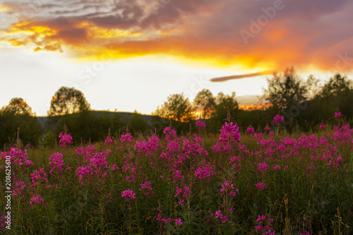 Summer landscape with pink flowers on a meadow and sunset. Environment  land.