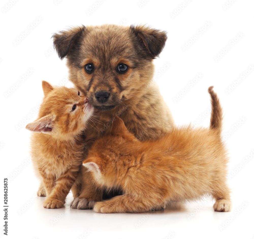 Puppy and two kittens. Puppy and two kittens.