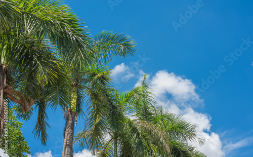 palm trees in blue sky