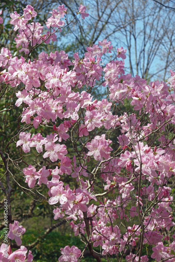 Royal azalea (Rhododendron schlippenbachii).