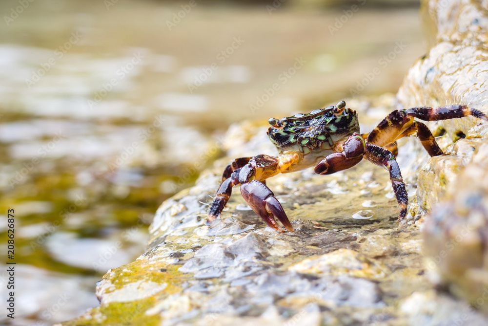 Crab on the stone near the sea at the sunny summer day, close-up view