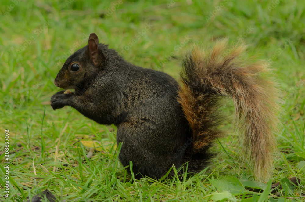 Squirrel Squirrel